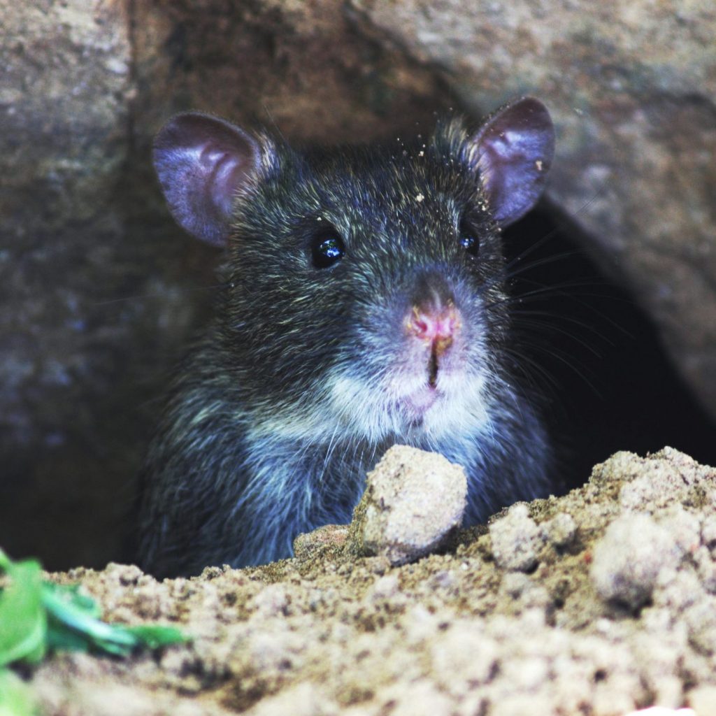 pexels shashank 95399